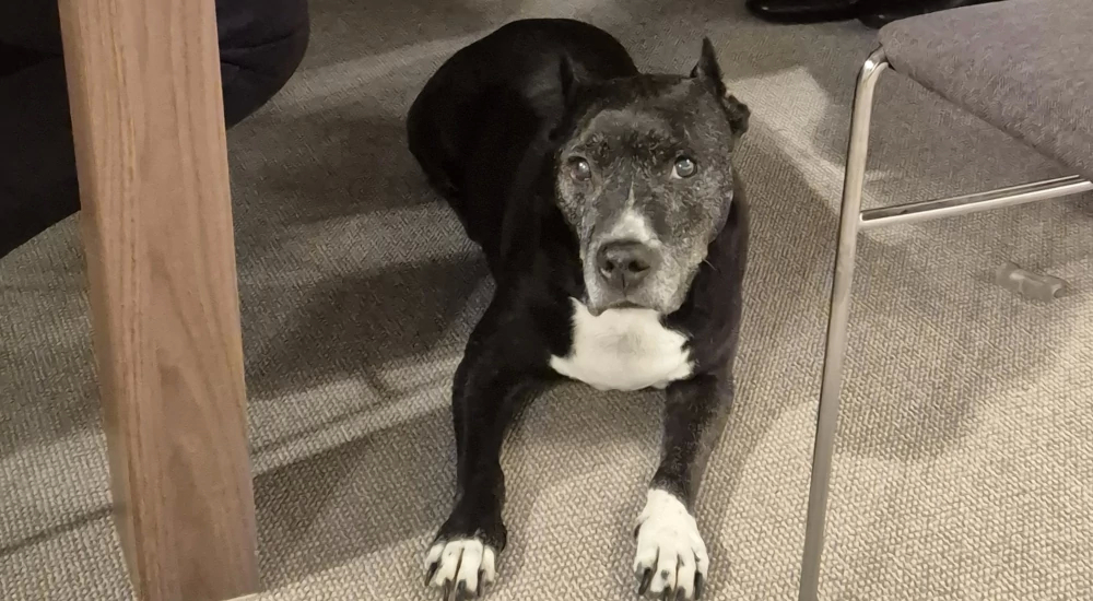 V0lHSUxJQSAyMDI0 - Metalmex - 1 - 240433